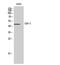 C-C Motif Chemokine Receptor 2 antibody, STJ92299, St John