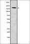 A-Kinase Anchoring Protein 12 antibody, orb337609, Biorbyt, Western Blot image 