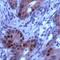 RB Transcriptional Corepressor 1 antibody, PA1-38555, Invitrogen Antibodies, Immunohistochemistry frozen image 