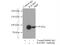 RALBP1 antibody, 13176-1-AP, Proteintech Group, Immunoprecipitation image 