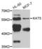 Q92993-3 antibody, abx001410, Abbexa, Western Blot image 