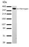 Fibrinogen Alpha Chain antibody, 710386, Invitrogen Antibodies, Western Blot image 