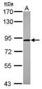 Nitric Oxide Associated 1 antibody, PA5-31642, Invitrogen Antibodies, Western Blot image 
