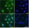 TIA1 Cytotoxic Granule Associated RNA Binding Protein antibody, 46-492, ProSci, Enzyme Linked Immunosorbent Assay image 