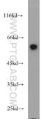 FKBP Prolyl Isomerase 4 antibody, 10655-1-AP, Proteintech Group, Western Blot image 