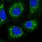 Sulfide Quinone Oxidoreductase antibody, HPA017079, Atlas Antibodies, Immunofluorescence image 