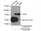 Vacuolar Protein Sorting 45 Homolog antibody, 12616-1-AP, Proteintech Group, Immunoprecipitation image 