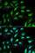 Beta-2-Microglobulin antibody, A1562, ABclonal Technology, Immunofluorescence image 