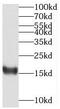 Mediator Complex Subunit 31 antibody, FNab05096, FineTest, Western Blot image 