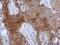 Keratin 13 antibody, NBP2-16086, Novus Biologicals, Immunohistochemistry frozen image 