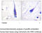 Calmodulin antibody, MBS002151, MyBioSource, Immunohistochemistry frozen image 