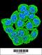 Acy1l2 antibody, 55-865, ProSci, Immunofluorescence image 