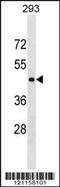 CD40 Molecule antibody, 59-489, ProSci, Western Blot image 