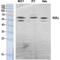 TOR antibody, LS-C385956, Lifespan Biosciences, Western Blot image 
