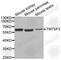 Transmembrane 7 Superfamily Member 3 antibody, A3438, ABclonal Technology, Western Blot image 