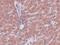 Lysine Demethylase 8 antibody, NBP1-77074, Novus Biologicals, Immunohistochemistry paraffin image 