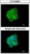 Keratin 13 antibody, GTX109883, GeneTex, Immunofluorescence image 