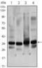 General Transcription Factor IIB antibody, abx012140, Abbexa, Enzyme Linked Immunosorbent Assay image 