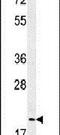 Geminin DNA Replication Inhibitor antibody, PA5-24596, Invitrogen Antibodies, Western Blot image 