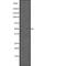 Transcription Factor AP-2 Delta antibody, PA5-67806, Invitrogen Antibodies, Western Blot image 