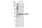 AlkB Homolog 1, Histone H2A Dioxygenase antibody, 39013S, Cell Signaling Technology, Western Blot image 