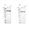 Poly(A)-Specific Ribonuclease antibody, NBP1-84302, Novus Biologicals, Western Blot image 