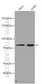 Zinc Finger BED-Type Containing 1 antibody, 26140-1-AP, Proteintech Group, Western Blot image 