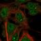 Transmembrane Protein 169 antibody, HPA062797, Atlas Antibodies, Immunofluorescence image 