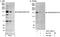 Mediator Complex Subunit 14 antibody, A301-044A, Bethyl Labs, Western Blot image 