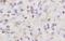 Serpin Family H Member 1 antibody, orb10847, Biorbyt, Immunohistochemistry paraffin image 