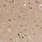 Glia Maturation Factor Beta antibody, FNab03523, FineTest, Immunohistochemistry frozen image 