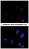 Thyroid Hormone Receptor Interactor 11 antibody, NBP1-41204, Novus Biologicals, Immunocytochemistry image 