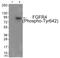 Fibroblast Growth Factor Receptor 4 antibody, 79-945, ProSci, Western Blot image 