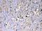 Matrix Metallopeptidase 10 antibody, A03759-1, Boster Biological Technology, Immunohistochemistry frozen image 