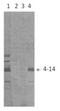 Respiratory Syncytial Virus Subgroup B antibody, NBP2-50311, Novus Biologicals, Western Blot image 