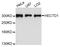 HECT Domain E3 Ubiquitin Protein Ligase 1 antibody, A9433, ABclonal Technology, Western Blot image 
