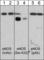 Nitric Oxide Synthase 3 antibody, NM2211, ECM Biosciences, Western Blot image 