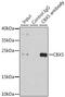 Chromobox 5 antibody, 13-877, ProSci, Immunoprecipitation image 