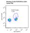 FOXP3 antibody, LS-C777375, Lifespan Biosciences, Flow Cytometry image 