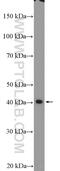 Programmed Cell Death 2 Like antibody, 20781-1-AP, Proteintech Group, Western Blot image 