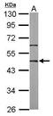 POU Class 5 Homeobox 1 antibody, GTX100855, GeneTex, Western Blot image 