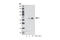 Interferon Regulatory Factor 7 antibody, 4920S, Cell Signaling Technology, Western Blot image 
