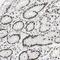 Heterogeneous Nuclear Ribonucleoprotein D antibody, NBP1-88915, Novus Biologicals, Immunohistochemistry paraffin image 