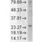 KDEL Endoplasmic Reticulum Protein Retention Receptor 1 antibody, 11078, QED Bioscience, Western Blot image 