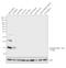 Synuclein Alpha antibody, 32-8200, Invitrogen Antibodies, Western Blot image 