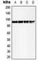 Ribosomal Protein S6 Kinase A5 antibody, MBS821094, MyBioSource, Western Blot image 
