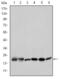 BH3 Interacting Domain Death Agonist antibody, GTX60429, GeneTex, Western Blot image 