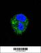 Adenosine A2a Receptor antibody, 55-195, ProSci, Immunofluorescence image 