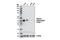 NK2 Homeobox 1 antibody, 12373S, Cell Signaling Technology, Western Blot image 