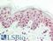 Chromobox 3 antibody, LS-B12210, Lifespan Biosciences, Immunohistochemistry paraffin image 